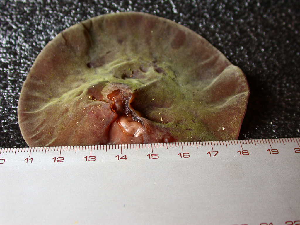 Nel fuoco del inferno... Quiz